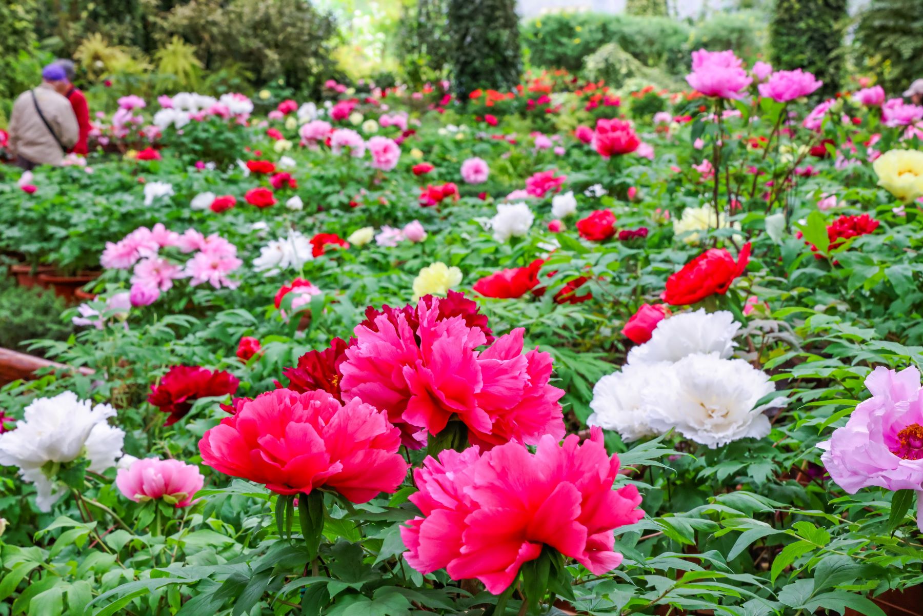 春遊度假賞花 杉林溪牡丹、紫藤花迎賓