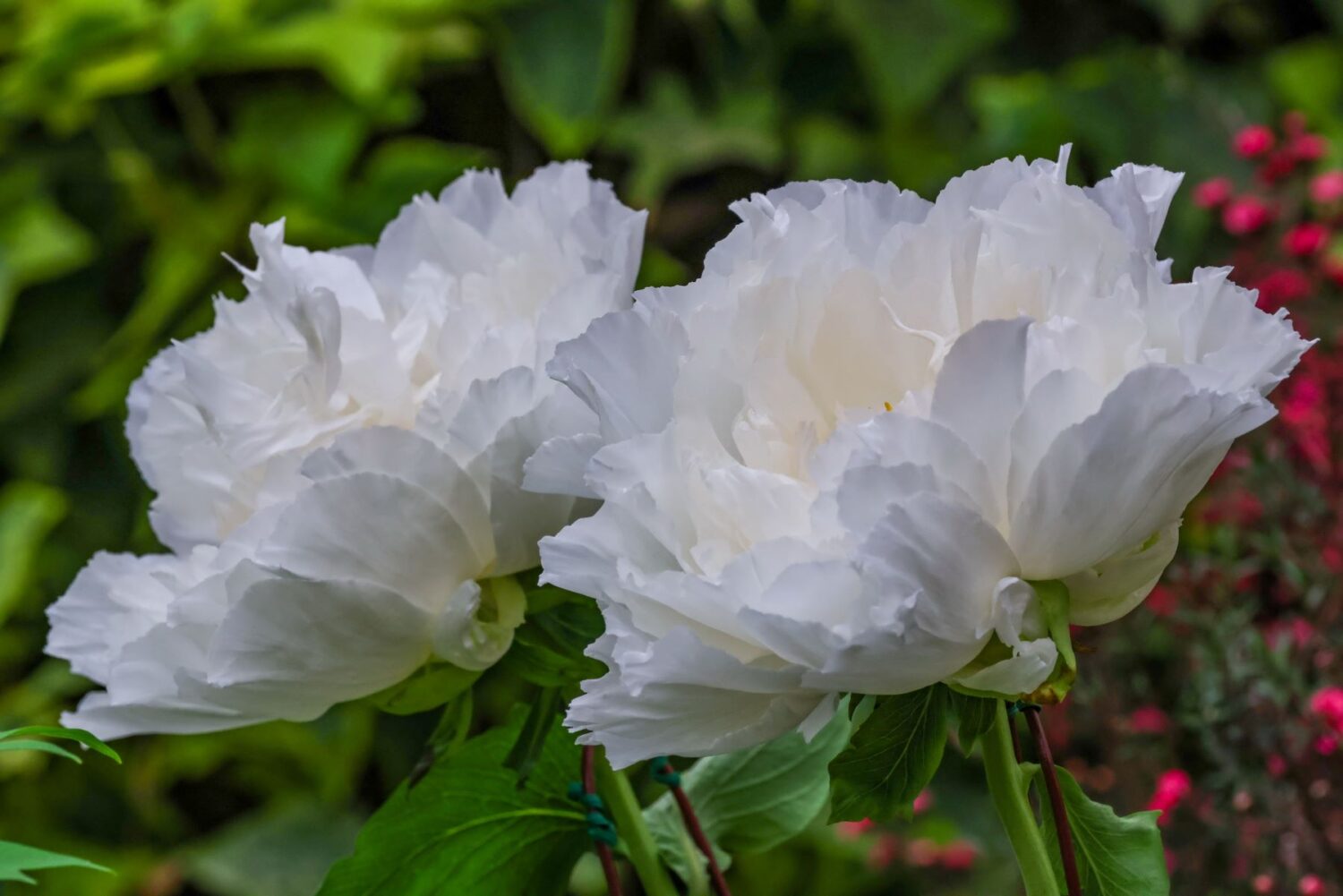 擁抱森林深呼吸 杉林溪牡丹、紫藤花迎賓 擁抱森林深呼吸 杉林溪牡丹、紫藤花迎賓