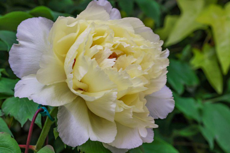 杉林溪牡丹、紫藤花廊隧道　迎春綻放至4月底