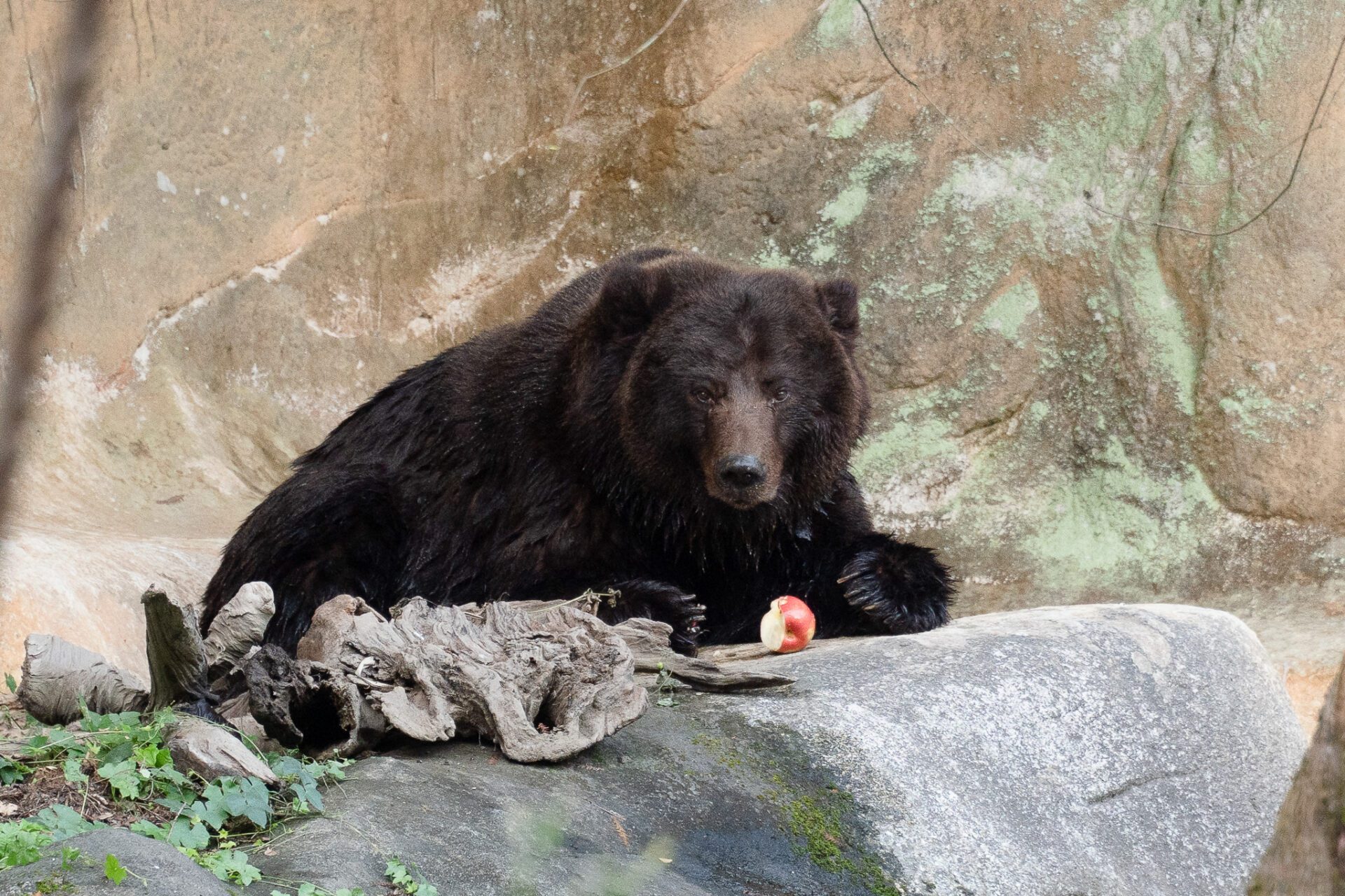 棕熊「小喬」腫瘤移除術後恢復良好 動物園曝近況 棕熊「小喬」腫瘤移除術後恢復良好 動物園曝近況