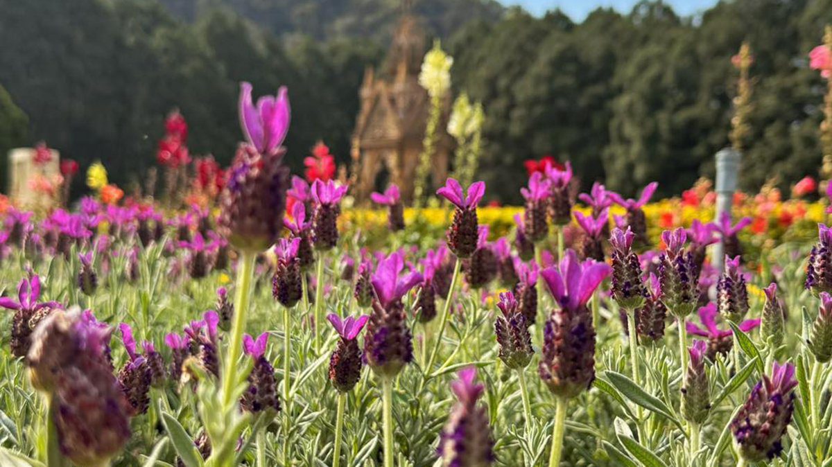 九族文化村「紫戀薰衣草」音樂會 默思樂樂團奏響春日樂章