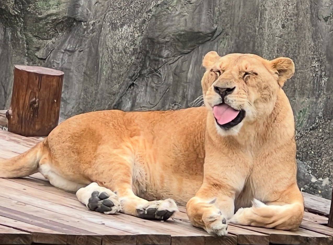 高雄壽山動物園與六福村締結姊妹園 高雄壽山動物園與六福村締結姊妹園