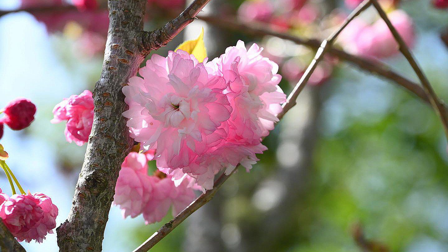 晚櫻爭妍迎春遊 武陵農場清明假期百花盛放迎賓 晚櫻爭妍迎春遊 武陵農場清明假期百花盛放迎賓