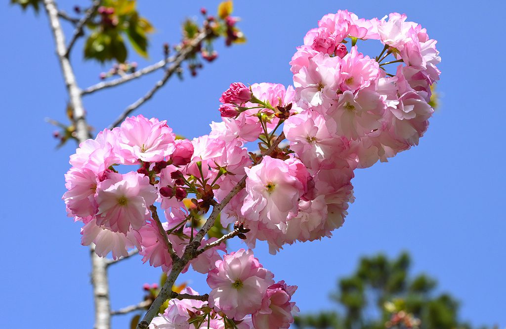 清明連假百花齊放 武陵農場晚櫻盛開迎賓 清明連假百花齊放 武陵農場晚櫻盛開迎賓