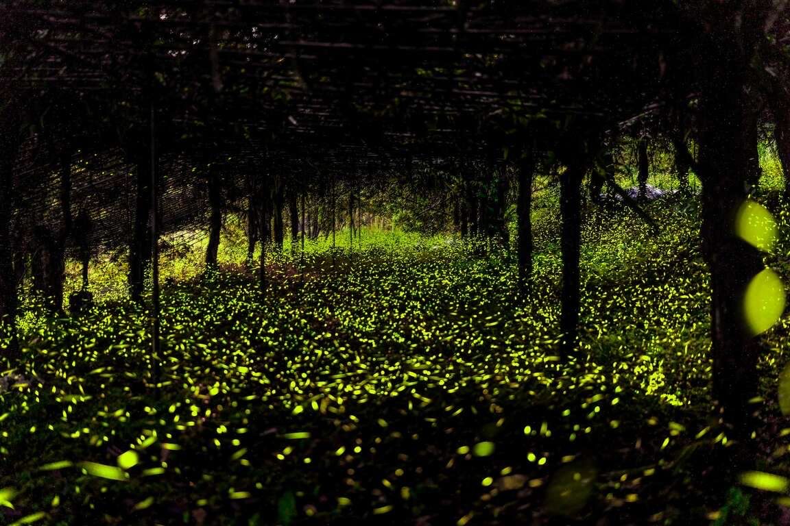 高雄那瑪夏賞螢全攻略 此生必追絕美螢光等妳來