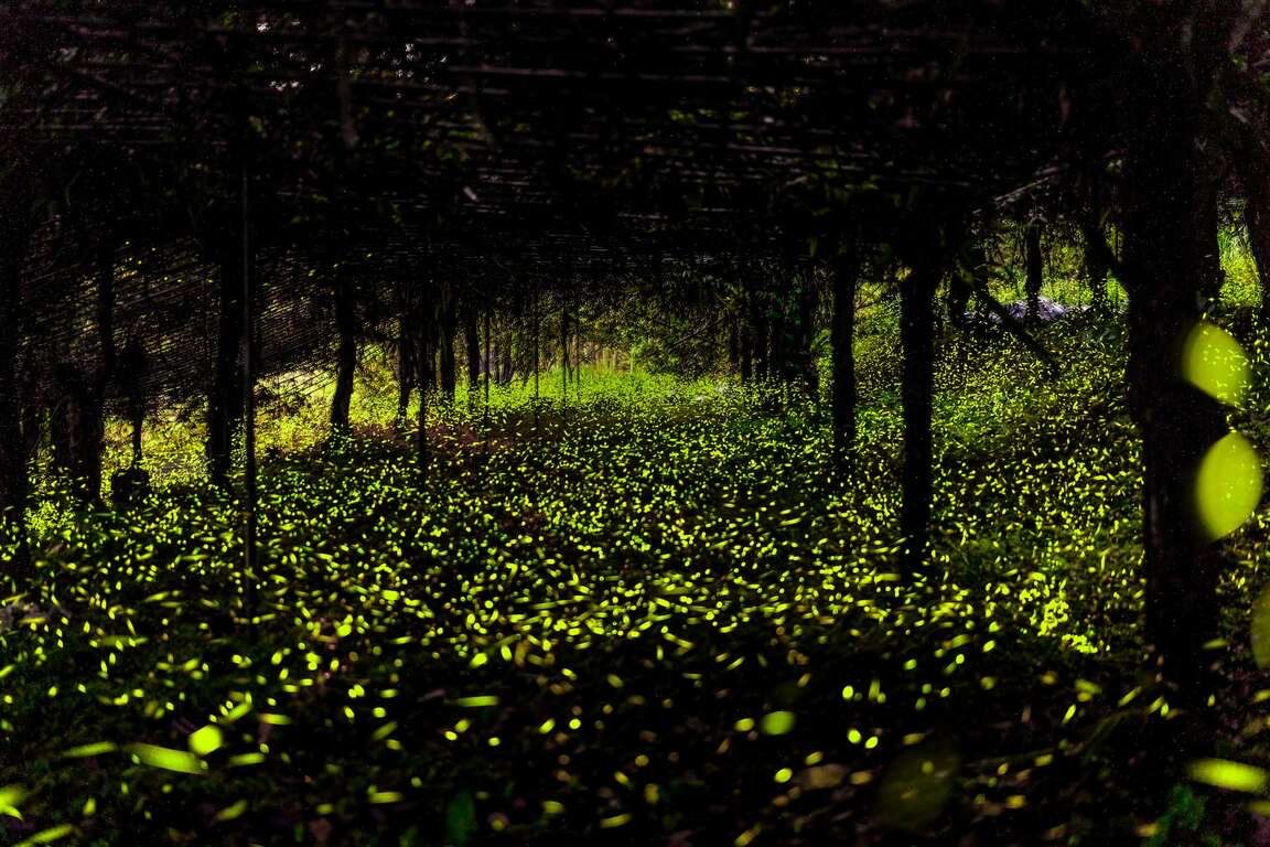 那瑪夏賞螢季登場!觀光局力推3條賞螢步道等你追光 那瑪夏賞螢季登場!觀光局力推3條賞螢步道等你追光