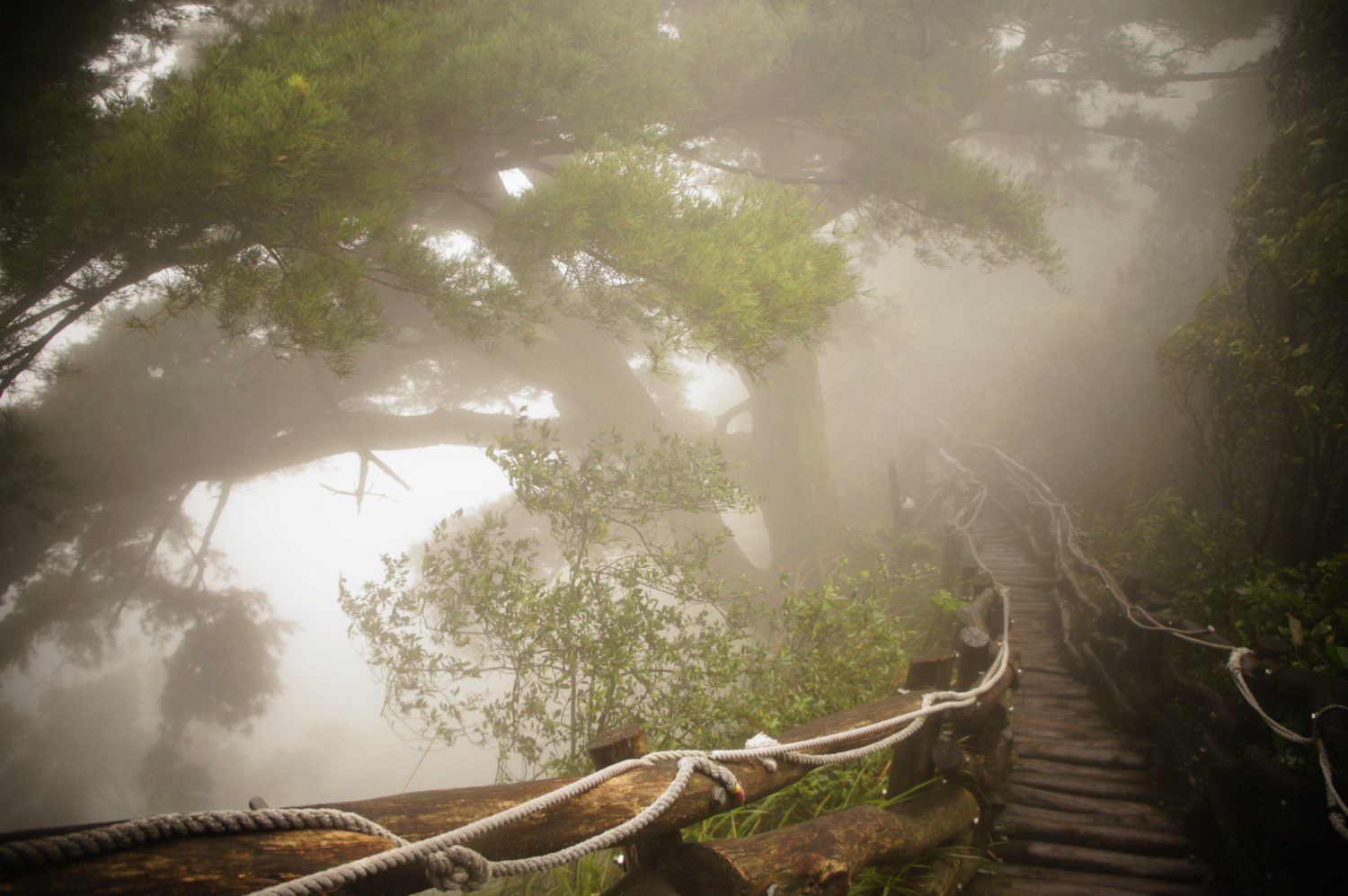 開箱台中大坑眺景秘境  觀旅局:歡迎來大坑5號步道感受雲霧繚繞風情 開箱台中大坑眺景秘境  觀旅局:歡迎來大坑5號步道感受雲霧繚繞風情