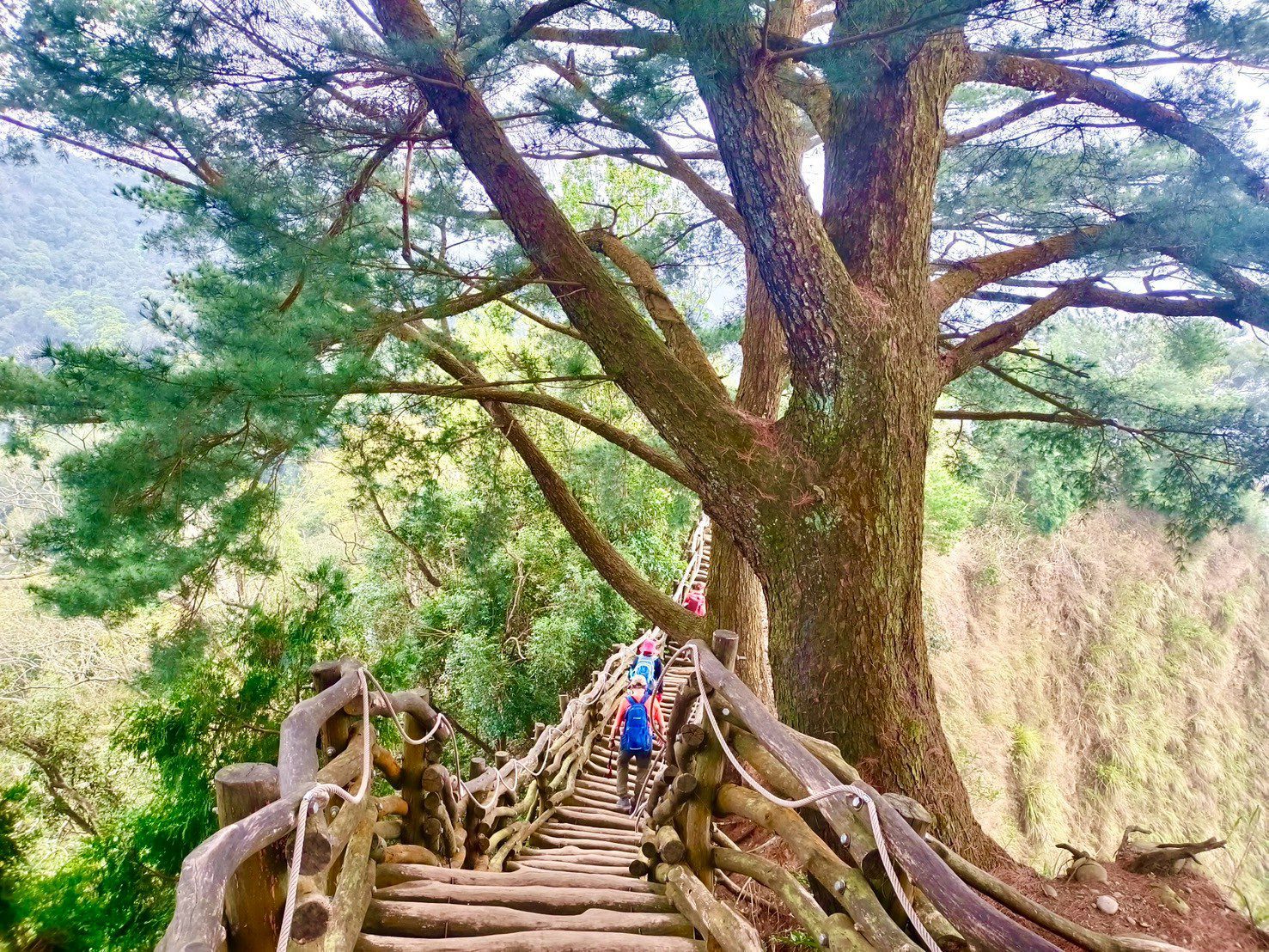 探訪山巒秘境!大坑5號步道串聯群峰 適合全家健行踏青 探訪山巒秘境!大坑5號步道串聯群峰 適合全家健行踏青