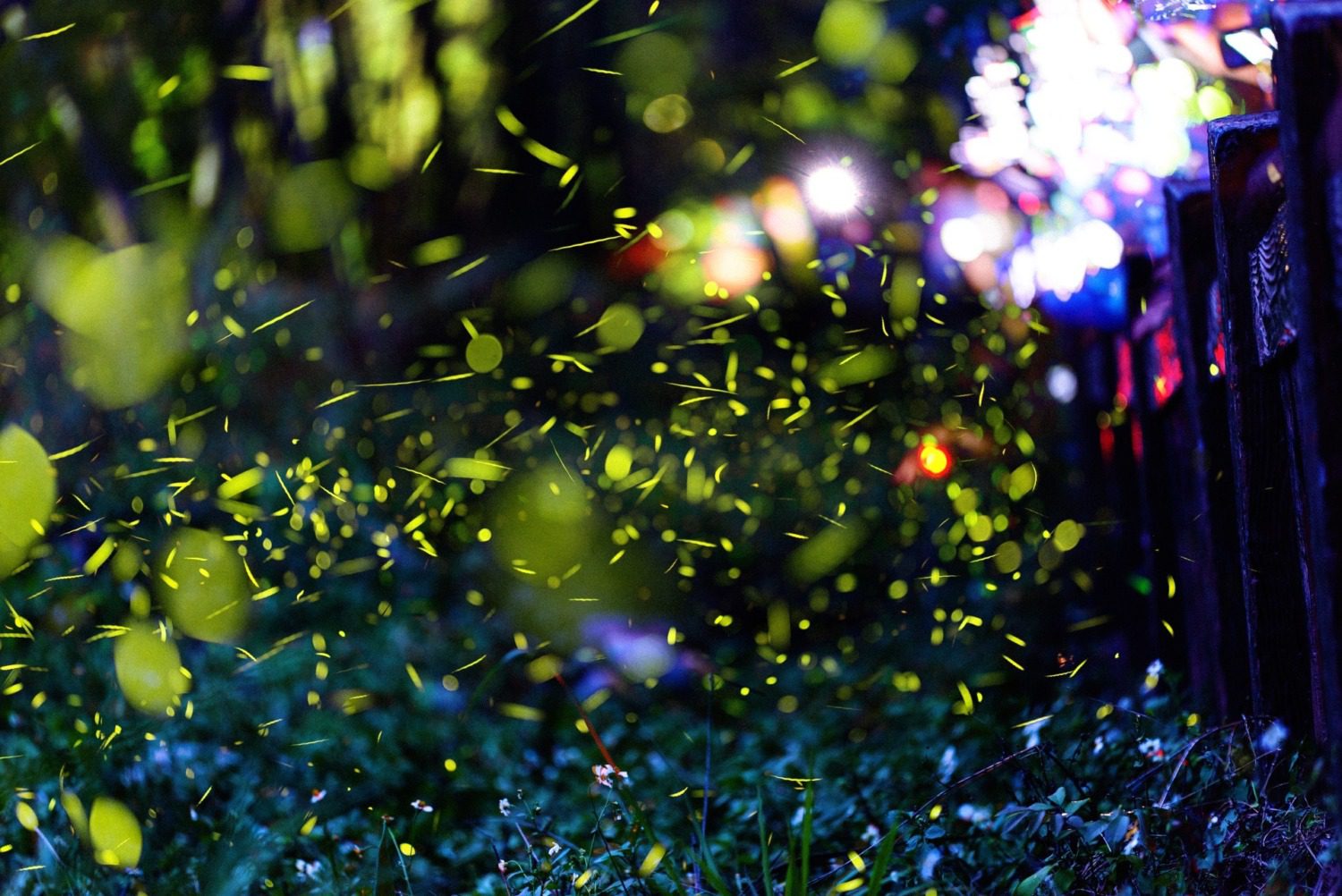 2025大坑蝶螢嘉年華登場  春季賞螢4/7搶先開放報名