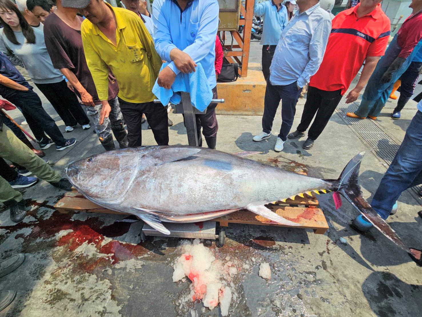 2025屏東第一鮪來了! 「茂豐祥號」返港驗明正身 11日舉辦拍賣會 2025屏東第一鮪來了! 「茂豐祥號」返港驗明正身 11日舉辦拍賣會