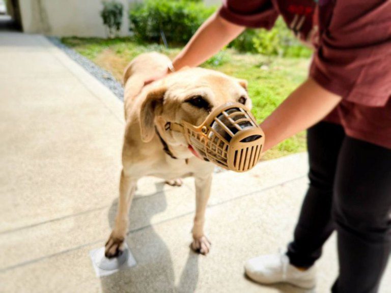 竹市動保所提醒攻擊性犬隻注意事項 呼籲飼主落實管理責任 竹市動保所提醒攻擊性犬隻注意事項 呼籲飼主落實管理責任