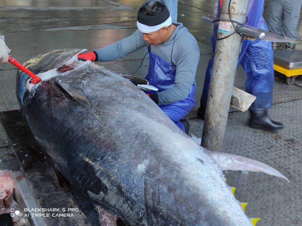 捕獲臺東第一尾黑鮪魚  縣府首推補助漁船20萬獎金