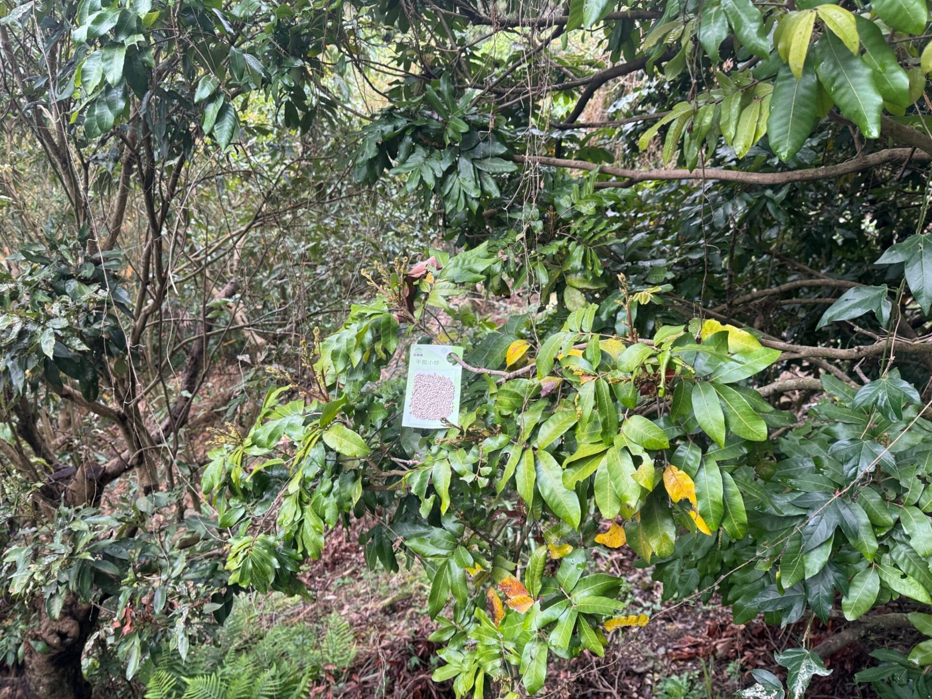 荔枝椿象毋免驚！　中市觀旅局釋放平腹小蜂保護大坑登山遊客