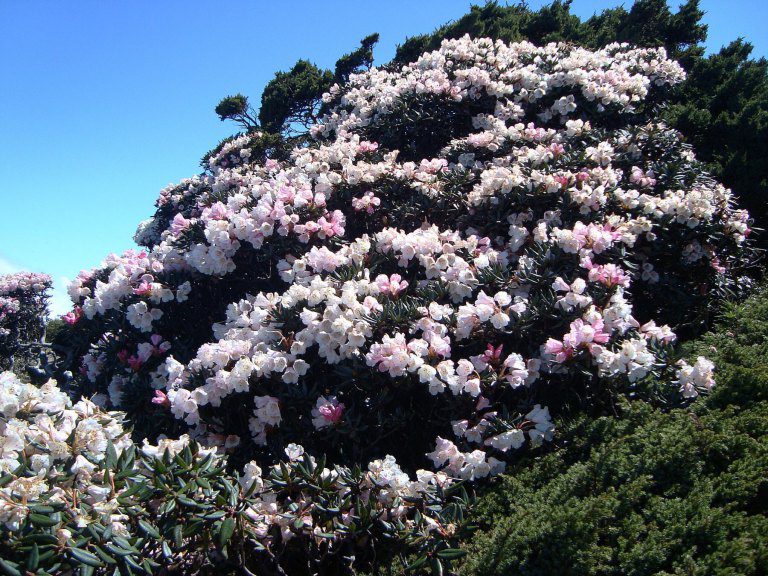 合歡山雪季後 高山杜鵑接力綻放 合歡山雪季後 高山杜鵑接力綻放