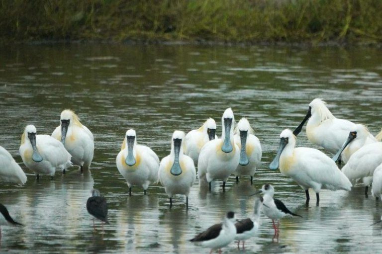 春天賞鳥季來臨黑面琵鷺現蹤！　邱臣遠邀民眾來香山濕地、金城湖細品生態之美