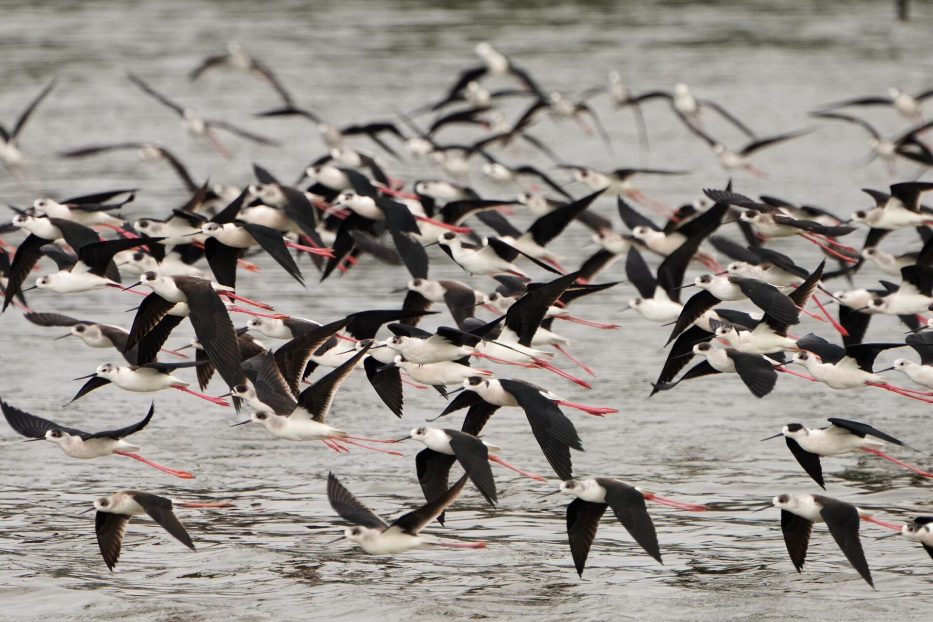 春天賞鳥季來臨 黑面琵鷺現蹤香山濕地