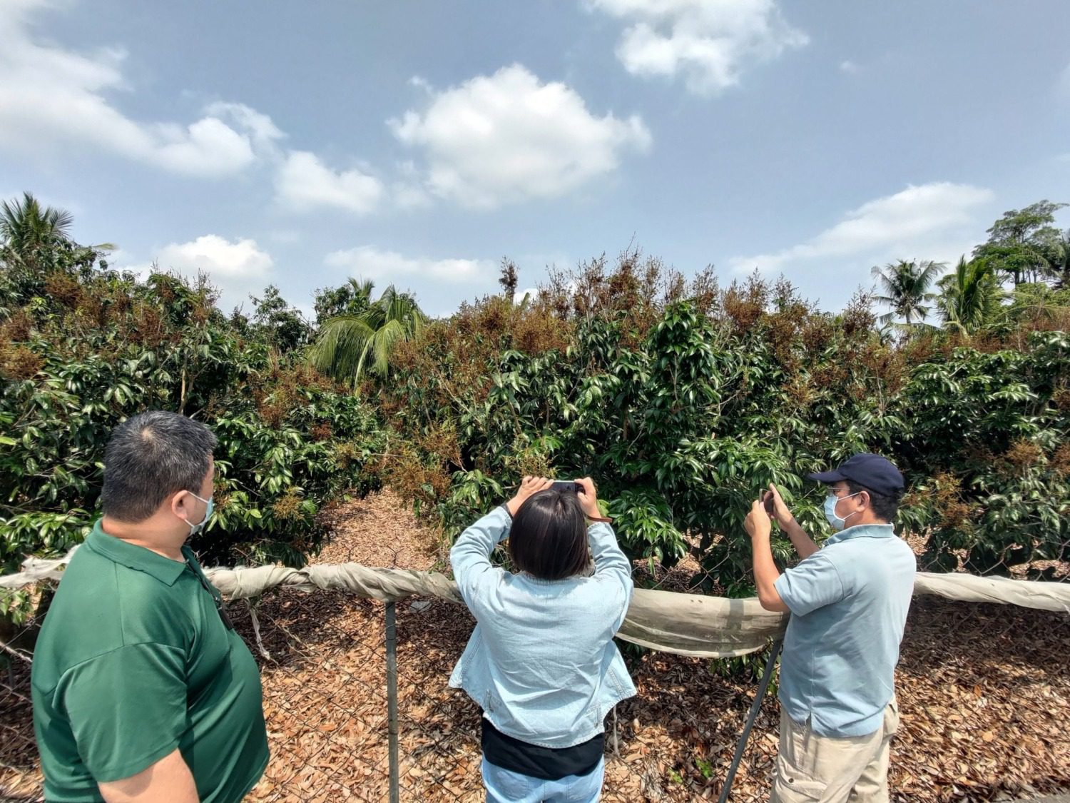 玉荷包、黑葉荔枝農損救助 高市農業局即日起受理