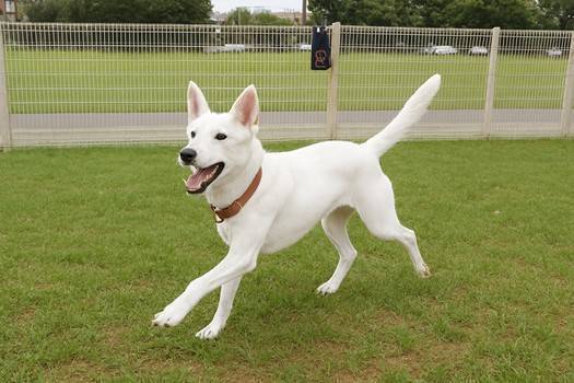 迎接國際寵物日 桃市5處寵物友善專區全新登場