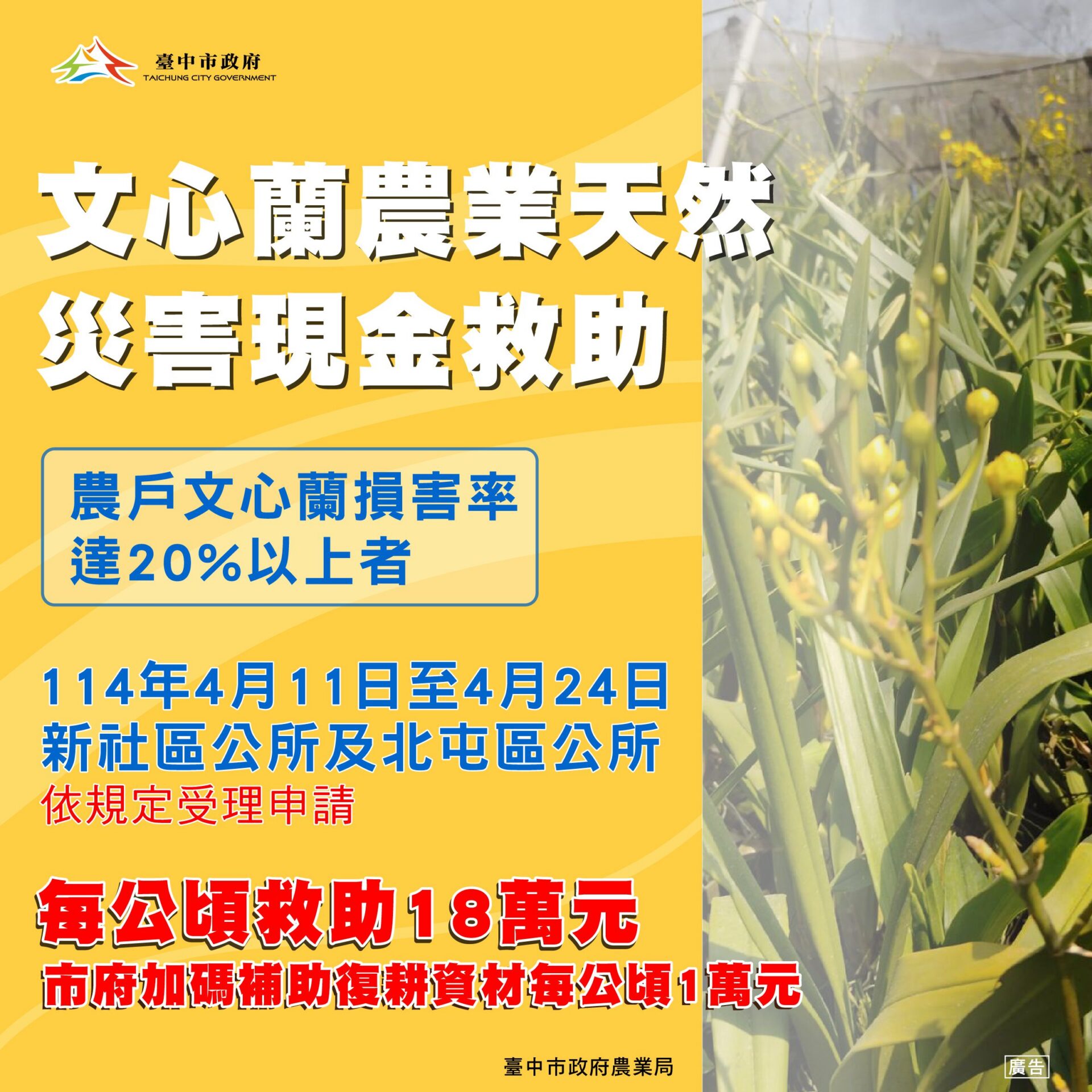 中市新社區及北屯區文心蘭災損 4/24前可申請現金救助 中市新社區及北屯區文心蘭災損 4/24前可申請現金救助