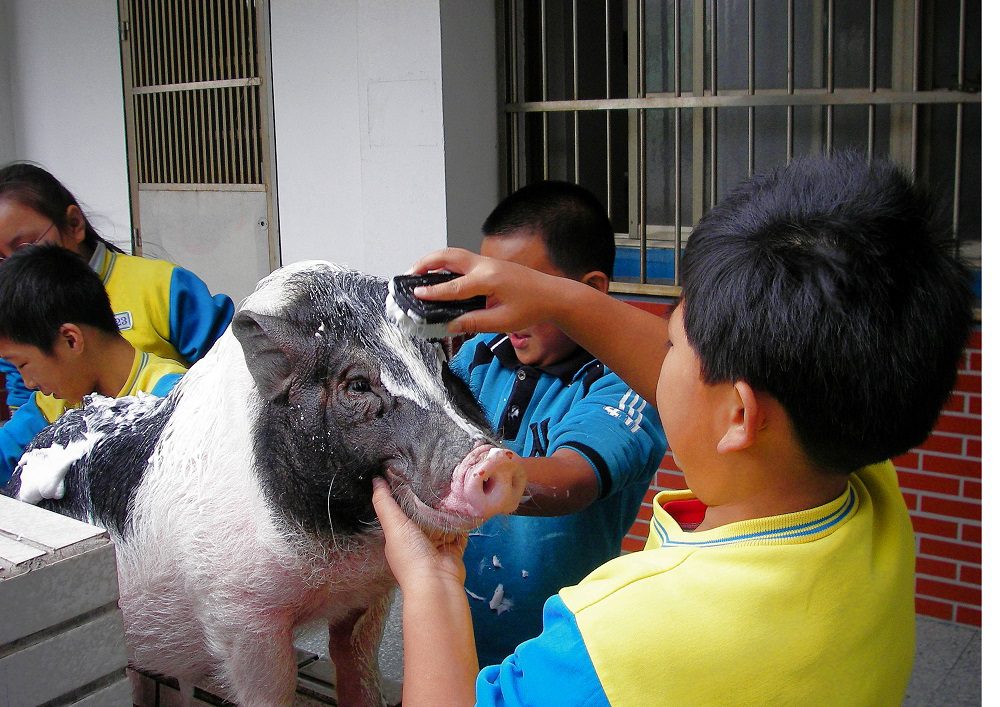 台版《和豬豬一起上課的日子》 桃園龍岡國小舉辦校豬「來福」紀念會