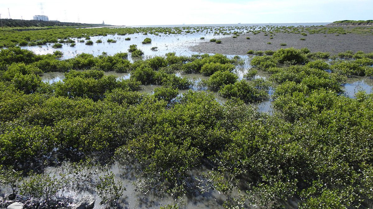 揭開紅樹林的祕密:台灣海岸綠意背後的人工足跡 揭開紅樹林的祕密:台灣海岸綠意背後的人工足跡