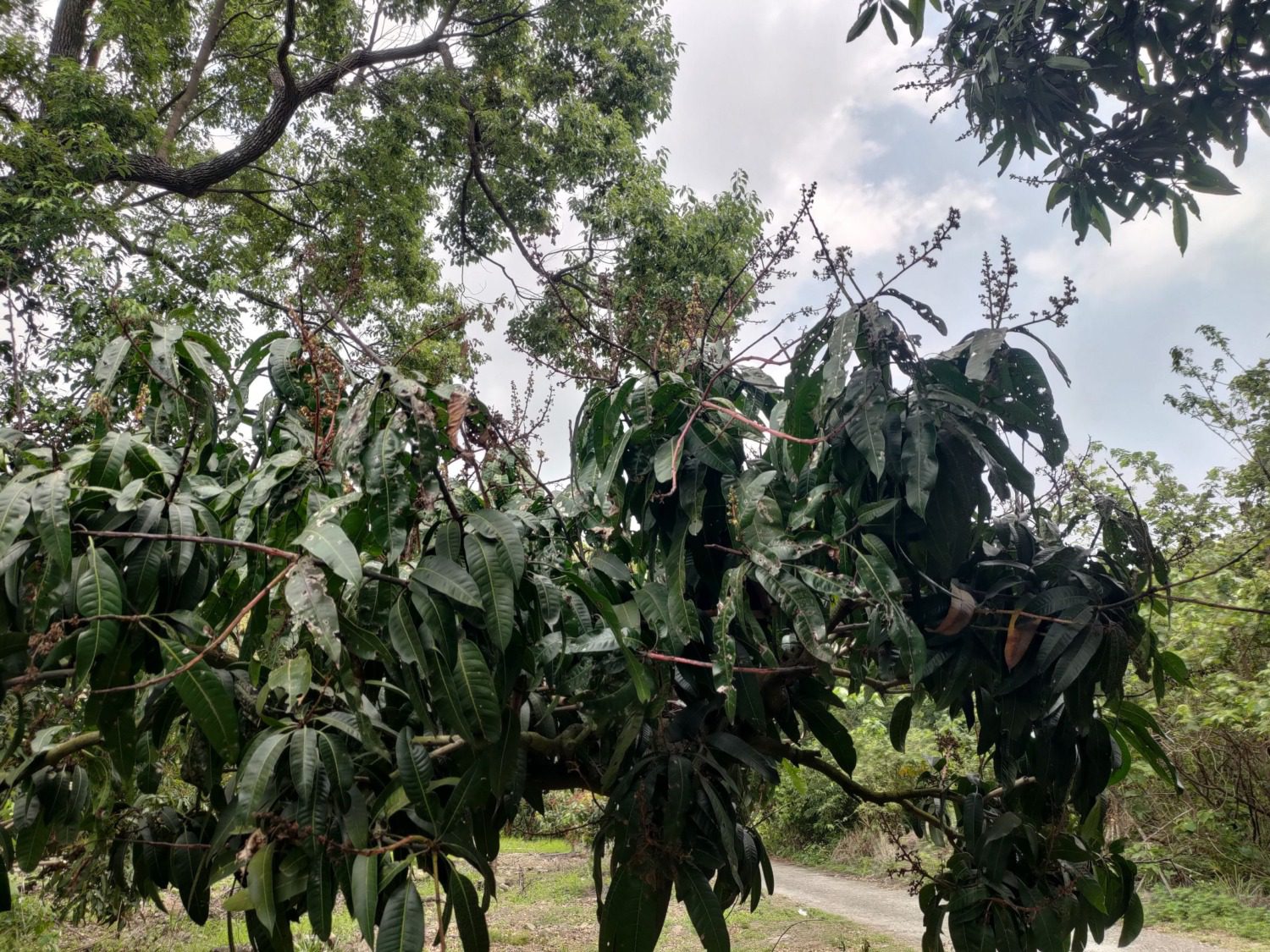 高雄改良種芒果及那瑪夏區、甲仙區水蜜桃 農損救助明日起受理 高雄改良種芒果及那瑪夏區、甲仙區水蜜桃 農損救助明日起受理