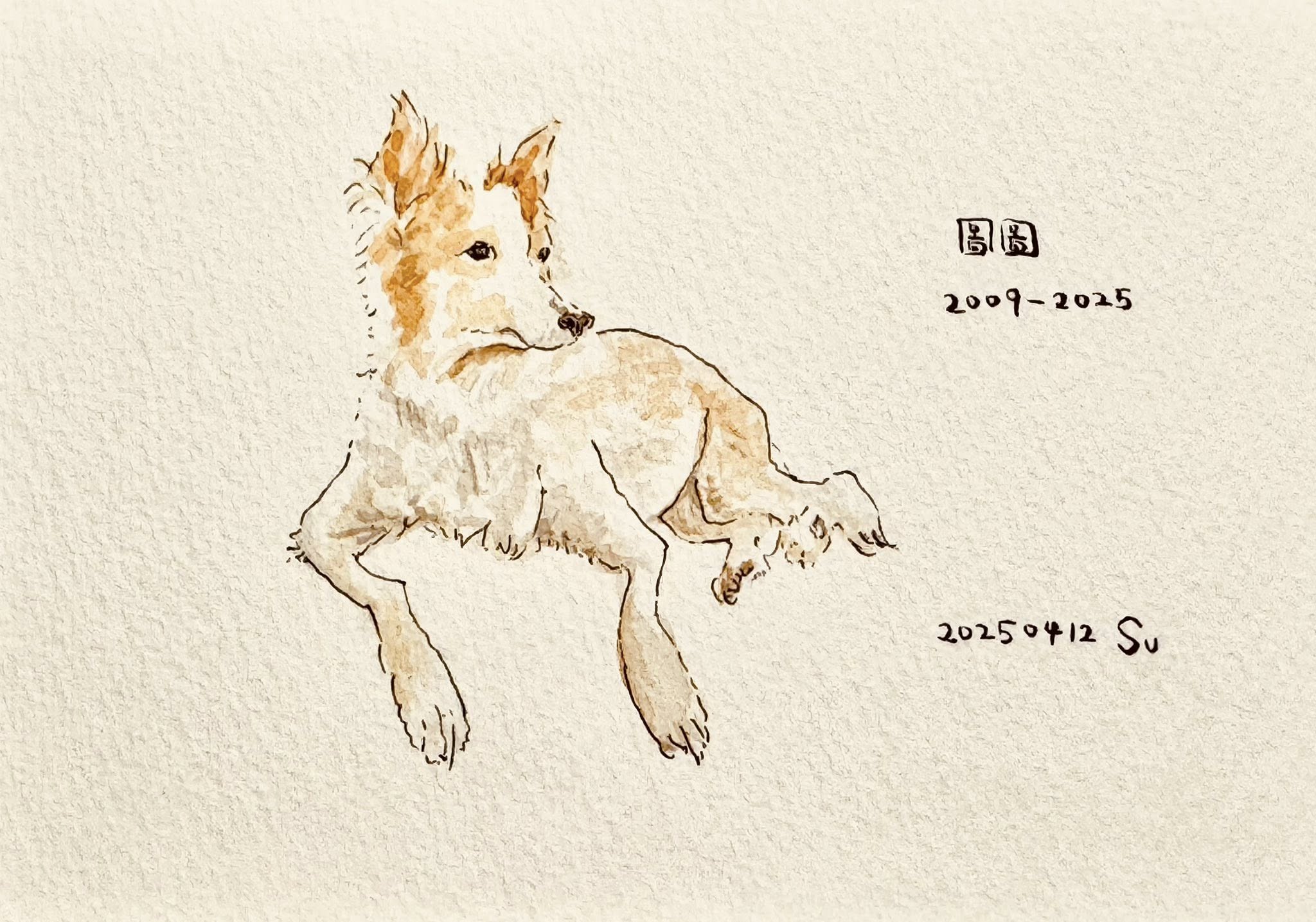 陪伴16年愛犬「圖圖」離世 蘇俊賓曝不再養寵物真相讓人淚崩 陪伴16年愛犬「圖圖」離世 蘇俊賓曝不再養寵物真相讓人淚崩