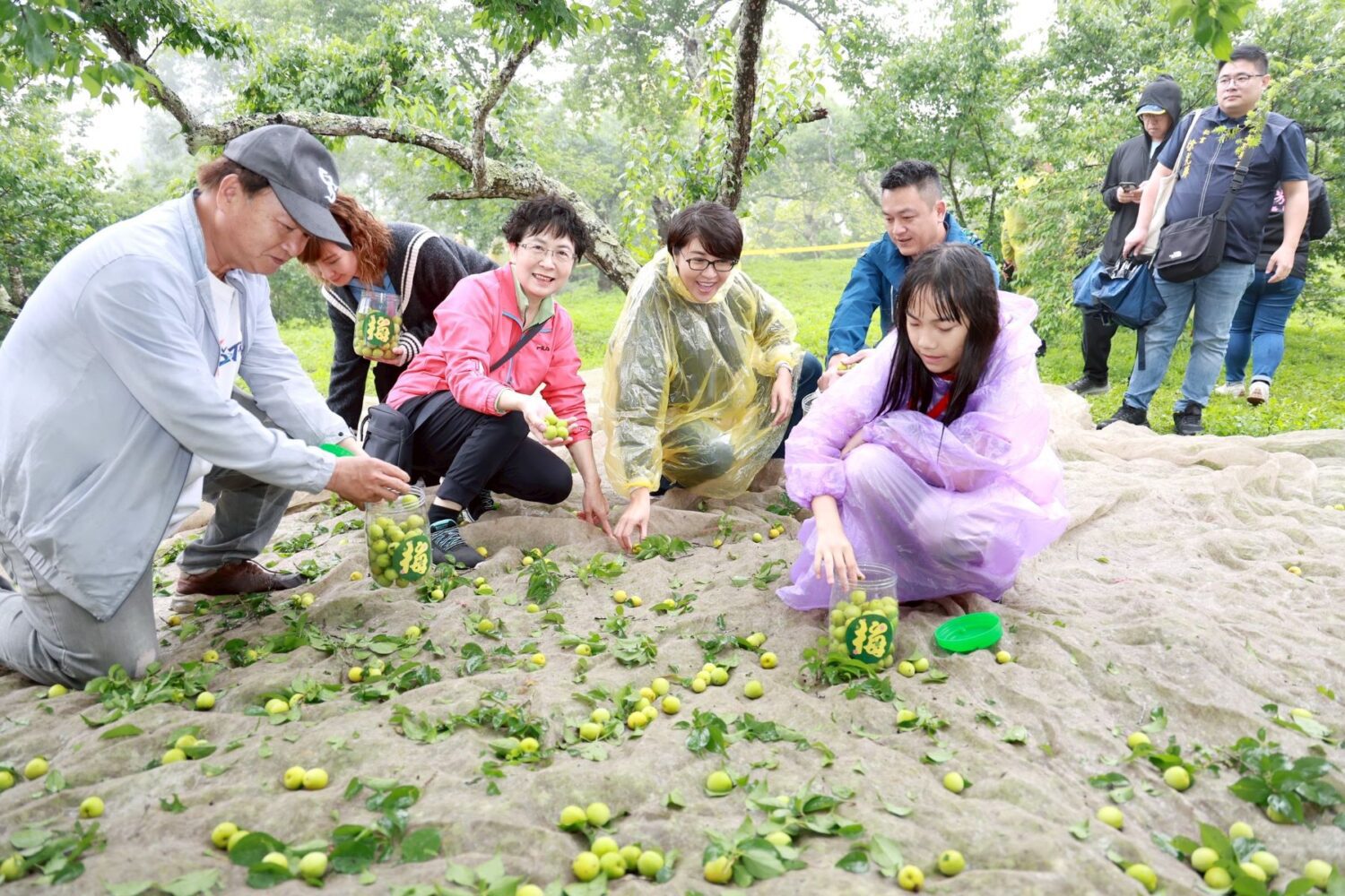 國姓鄉梅子節梅香秘境 採梅敲梅客家餐趣 國姓鄉梅子節梅香秘境 採梅敲梅客家餐趣