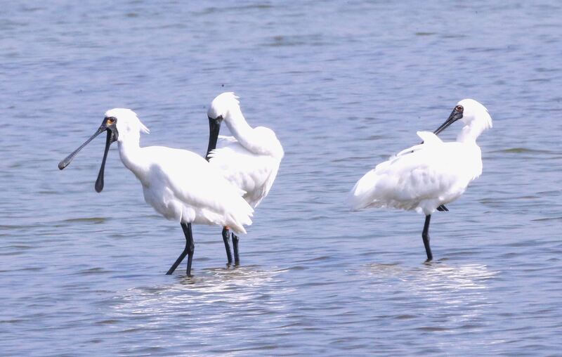 茄萣濕地冬候鳥即將告別　用相機捕捉最後美麗瞬間