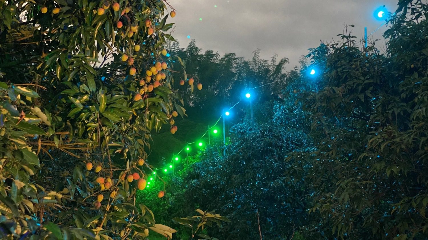 高市府攜手嘉大破解荔枝蒂頭蟲危害 創新「綠光除蟲」成效佳 高市府攜手嘉大破解荔枝蒂頭蟲危害 創新「綠光除蟲」成效佳