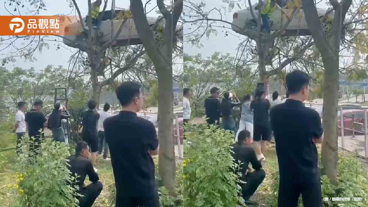 驚!駕訓班天兵學員「開車開到樹上」超傻眼照片真相曝 驚!駕訓班天兵學員「開車開到樹上」超傻眼照片真相曝