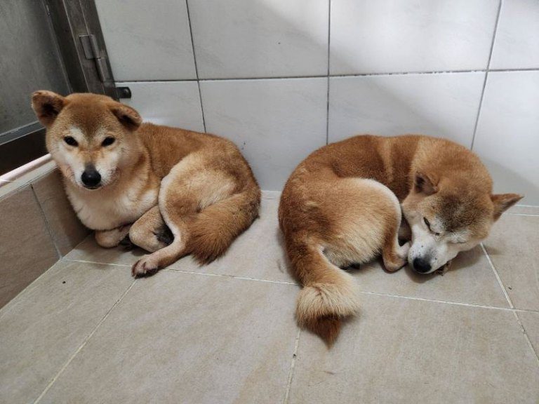 多隻柴犬遭遺棄 竹縣動保所救援查辦最重罰40萬元 多隻柴犬遭遺棄 竹縣動保所救援查辦最重罰40萬元