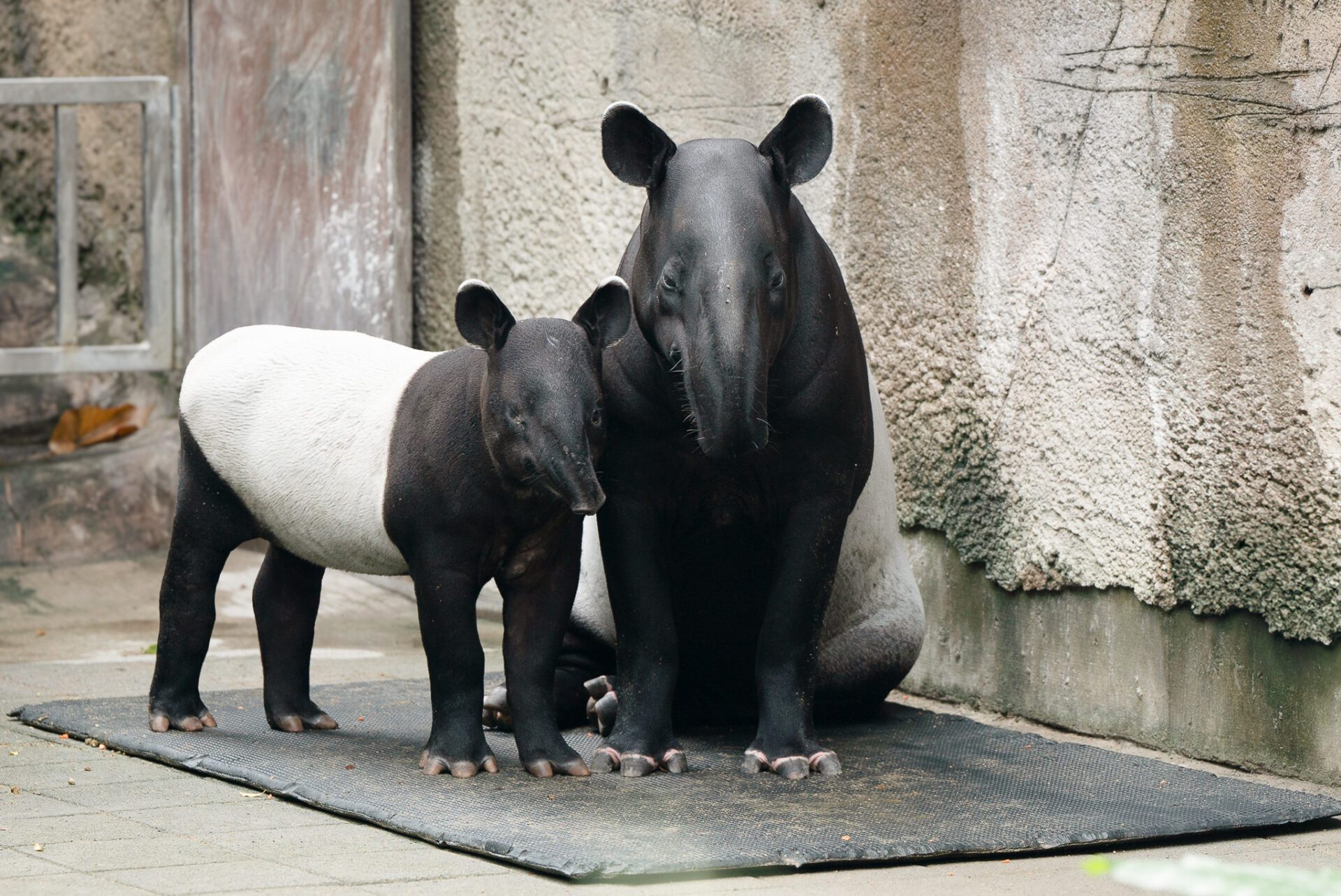 世界「貘」日倒數！動物園邀你完成考驗換好禮