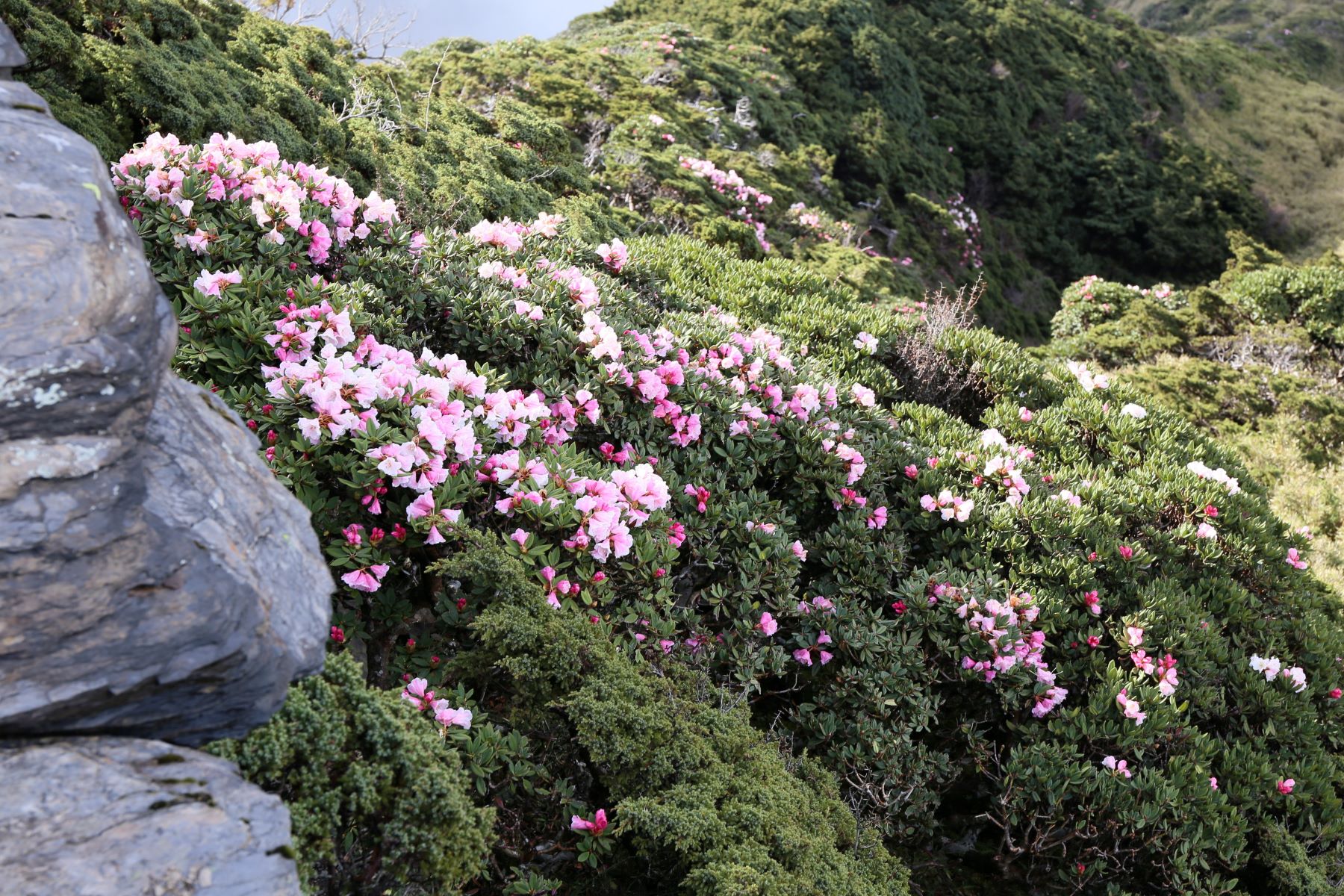 合歡山清境淨山+小旅行 開放報名 合歡山清境淨山+小旅行 開放報名