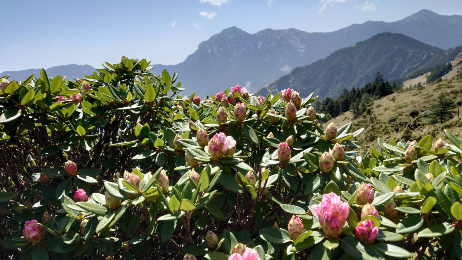 愛護山林永續土地 募熱血志工合歡山清境淨山 愛護山林永續土地 募熱血志工合歡山清境淨山