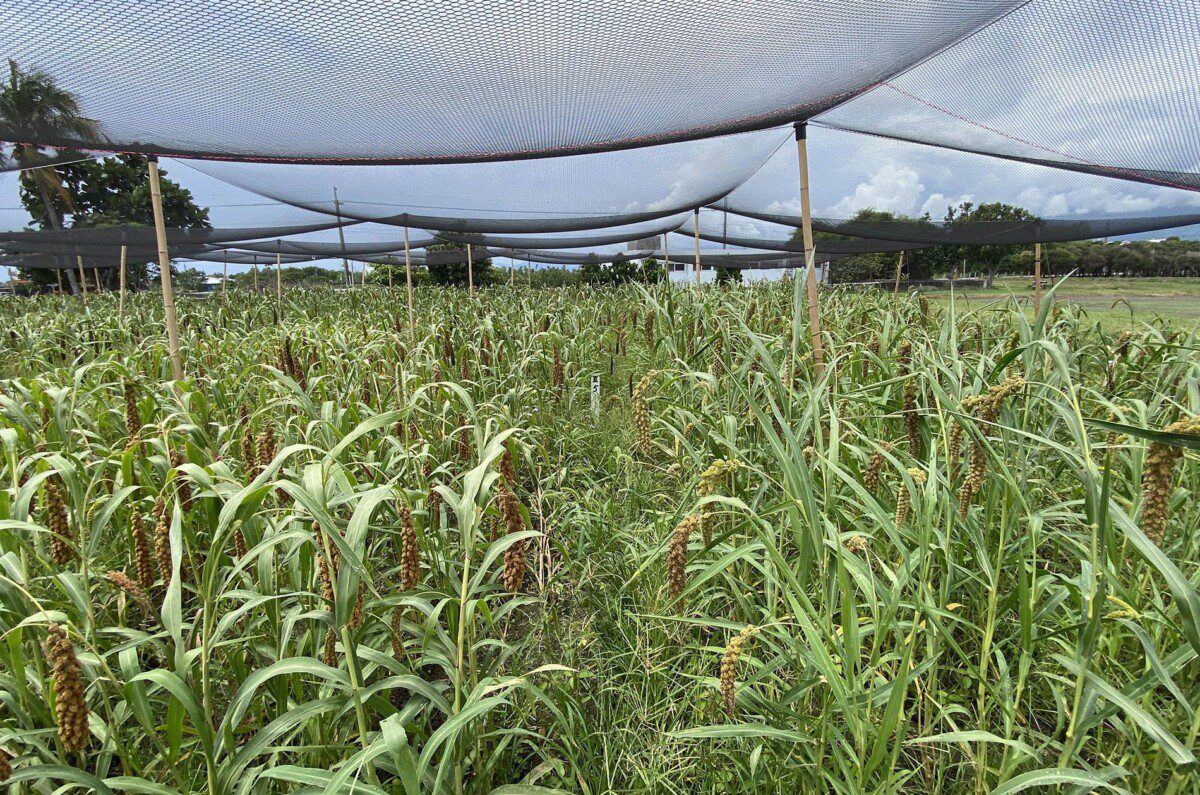 臺東場推廣小米田搭設防鳥網  確保收成並降低損失