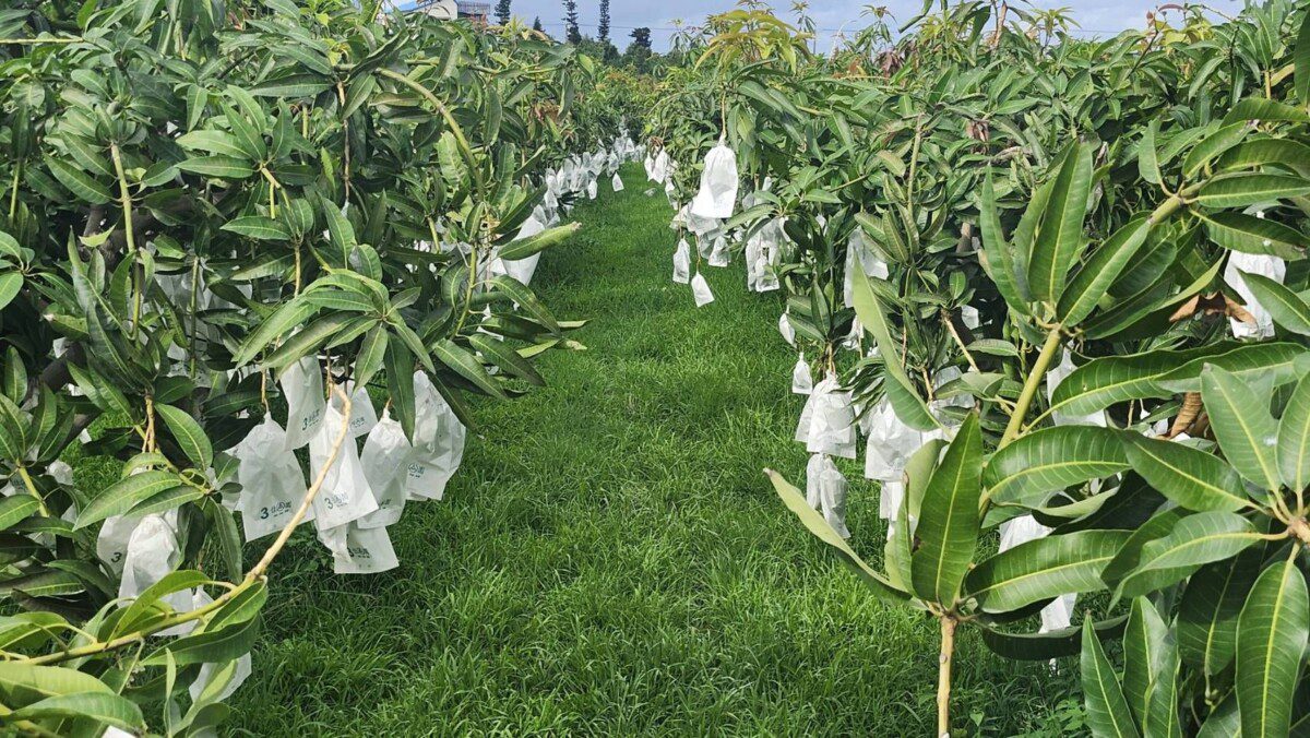 農業部公告改良種芒果低溫農業天然現金救助       請受災損的果農盡快向各公所提出申請