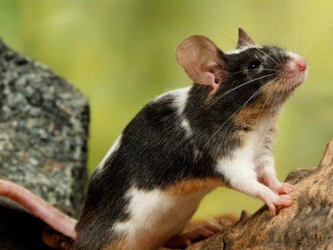 台灣動保傳佳音 食藥署删「骨質保健功效」動物實驗 台灣動保傳佳音 食藥署删「骨質保健功效」動物實驗