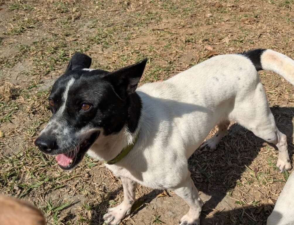 桃園公私協力把關遊蕩犬見成效 絕育數破9400列北台灣第一