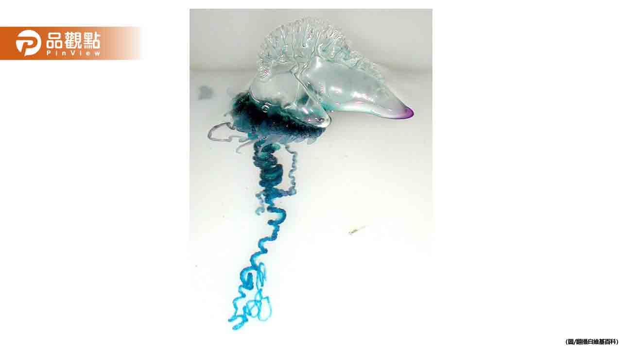 北海岸出現「世界第三毒」僧帽水母！北觀處：嚴重恐致命