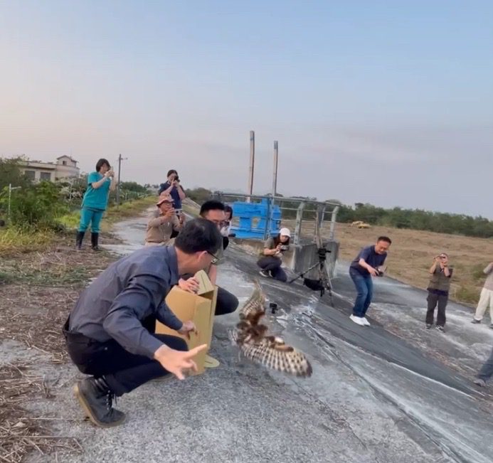 即刻救援落難「蘋果鳥」 高市農業局助保育類草鴞重返棲地