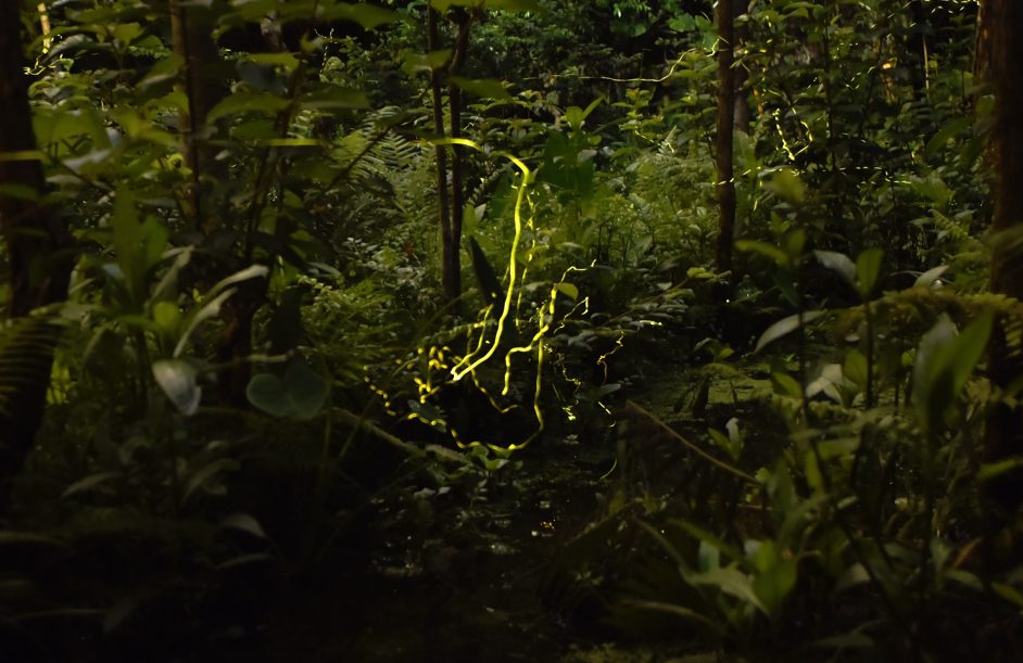 木柵公園萃湖螢光熠熠 賞螢趁現在！