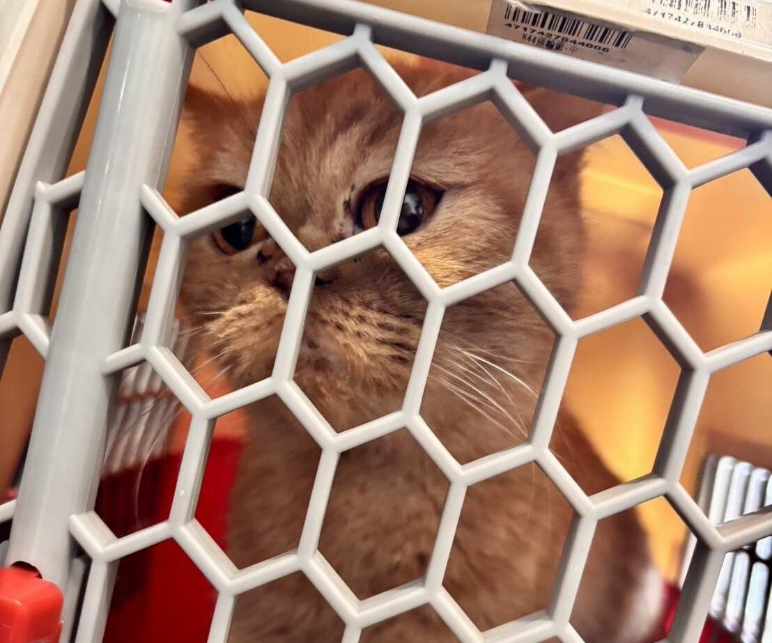 疑不滿分手!桃園男狠砸女友貓出氣1死1重傷 竟還藏屍天花板 疑不滿分手!桃園男狠砸女友貓出氣1死1重傷 竟還藏屍天花板