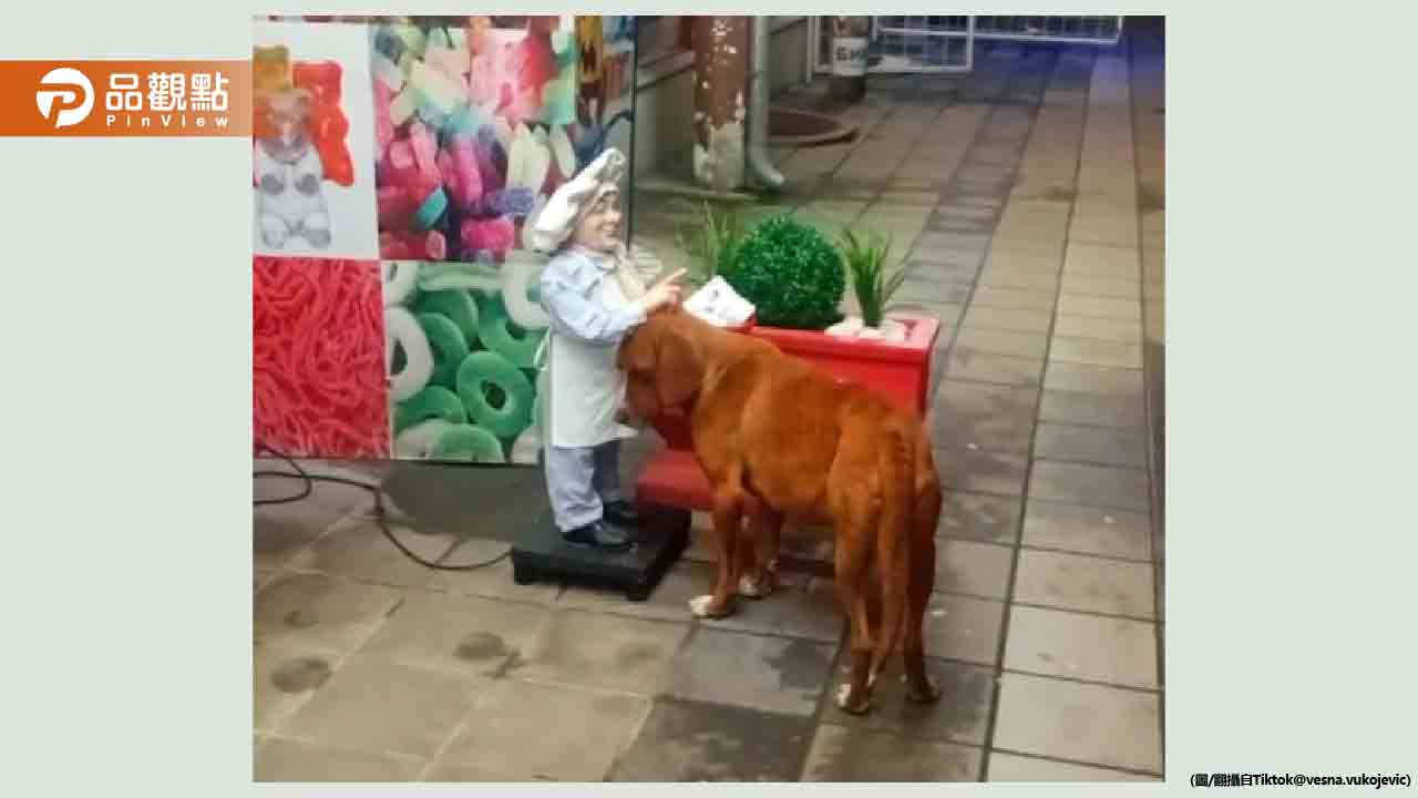 皮包骨流浪狗沒被愛過 「頭硬蹭人偶手」想討摸