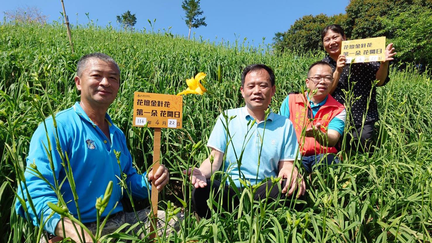 花壇虎山巖金針花開花了　五月母親節將迎接30萬株金黃色花海