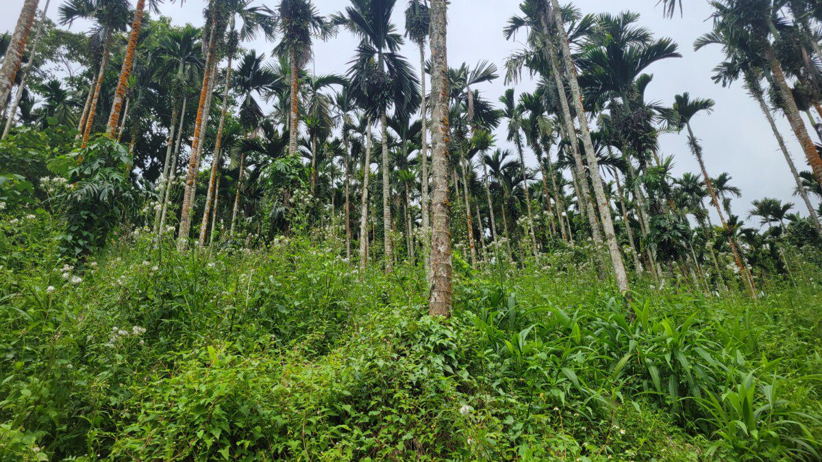 盧姓百大青農強割農民的檳榔果實黃姓檳榔農怒告侵占和竊盜 盧姓百大青農強割農民的檳榔果實黃姓檳榔農怒告侵占和竊盜