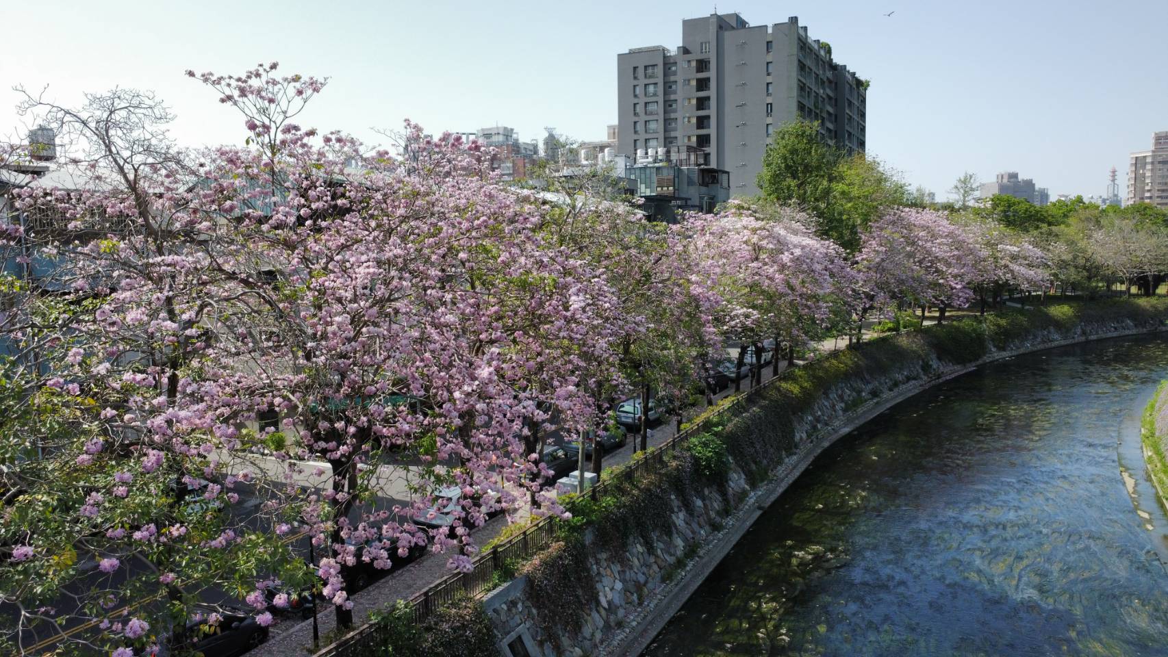 錯過等明年！洋紅風鈴木進入花期尾聲　中市水利局邀您把握春日最美一幕