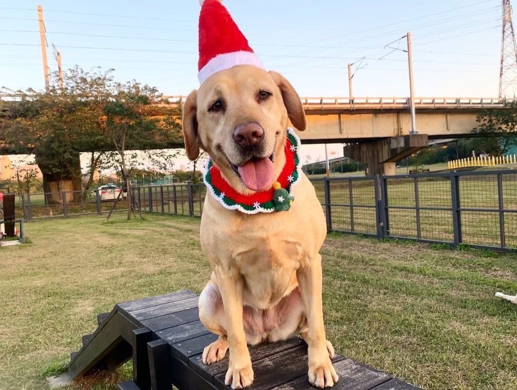 竹市消防局慶祝國際搜救犬日　送上營養品與玩具 感謝辛勤付出