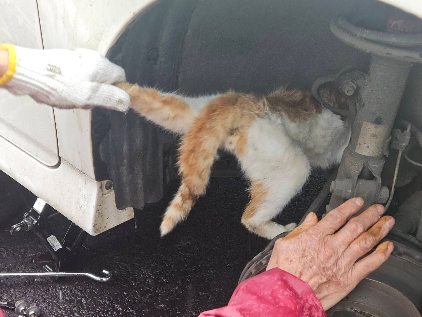 浪貓被狗追躲進引擎室 平警出動貓叫聲、千斤頂救援 浪貓被狗追躲進引擎室 平警出動貓叫聲、千斤頂救援