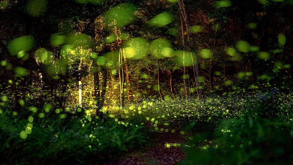 螢光點點迎夏來　惠蓀林場賞螢與木文化節邀全民共遊森林